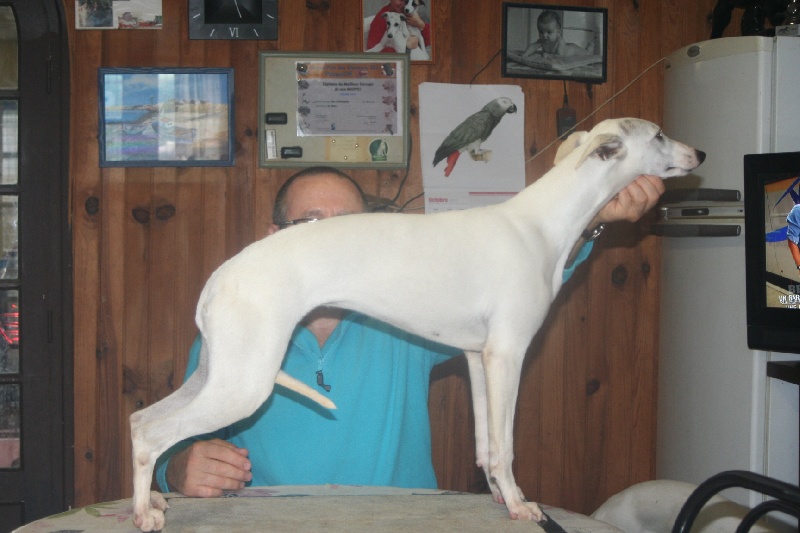 Ivoire von Hoëhenzoller - 1ère Très Prometteur - meilleur puppy sur 4