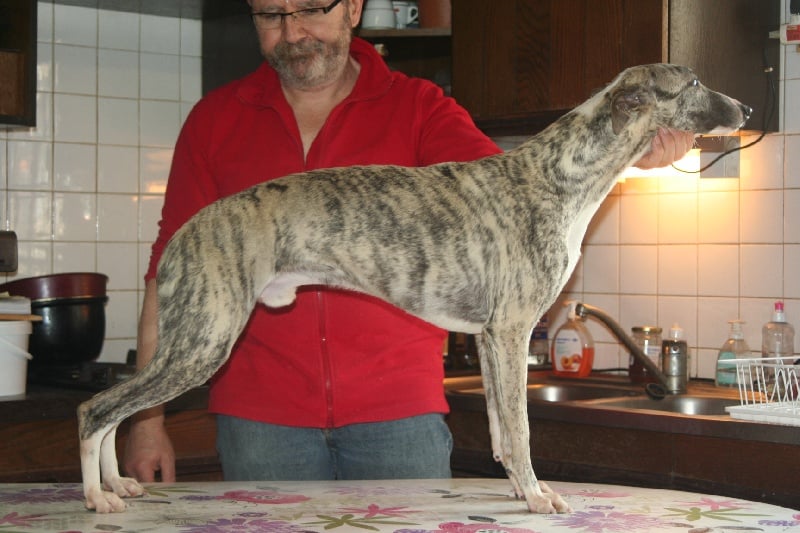 Gucci von Hoëhenzoller - 1er Exc. CACS-CACIB et meilleur de race