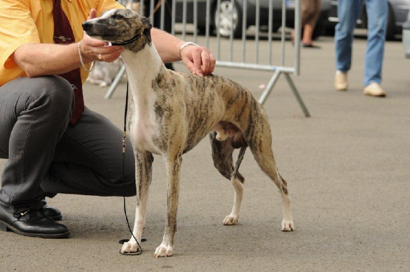 Darak-o-dana von Hoëhenzoller - 1er Exc CACS classe ouverte