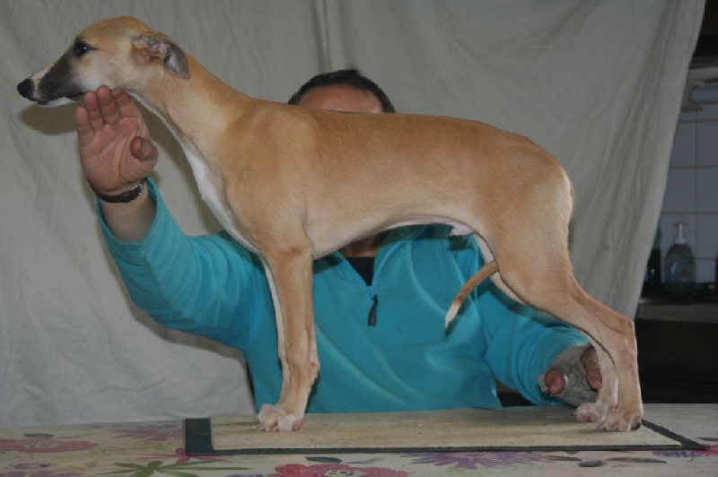 Intruder von Hoëhenzoller - Prometteur