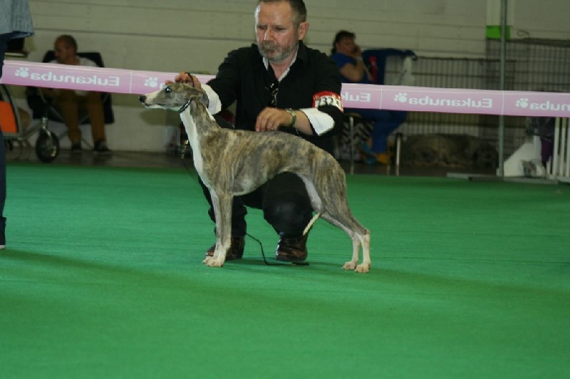 CH. Hiness von Hoëhenzoller - 2ème Exc. RCACS