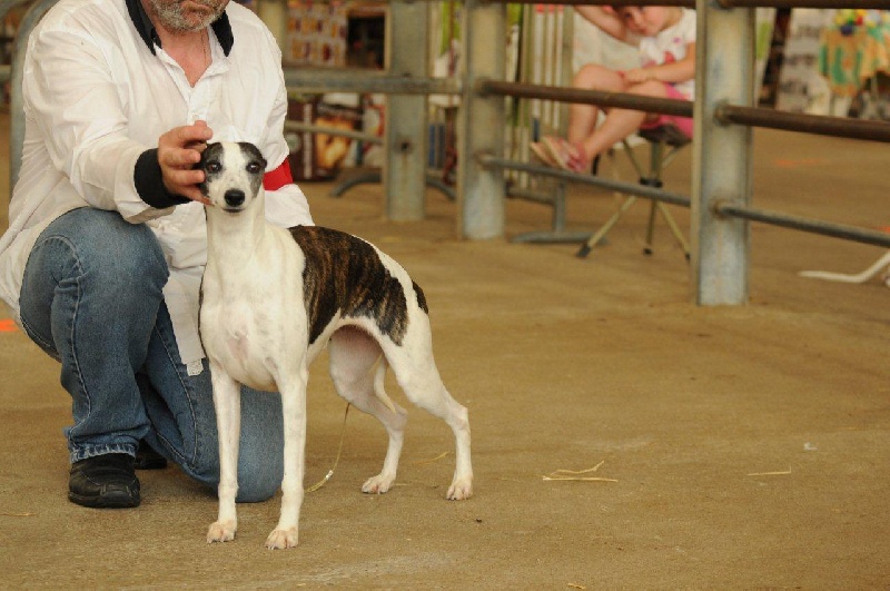 Cool-cocaïne von Hoëhenzoller - 1ère Excellente - CACS