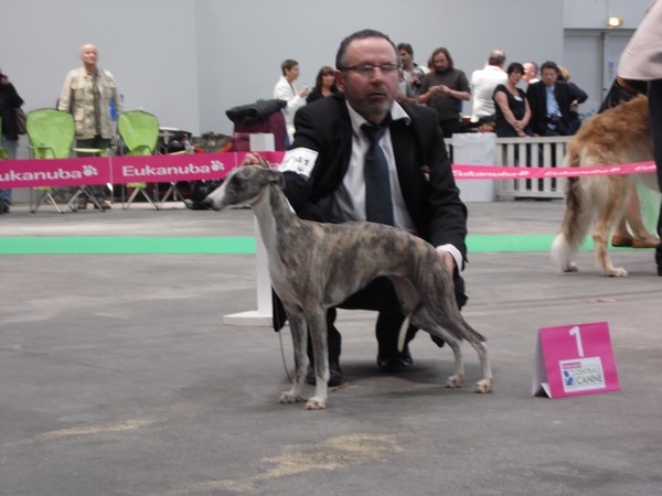 CH. Hiness von Hoëhenzoller - 1ère Excellente classe jeune femelle