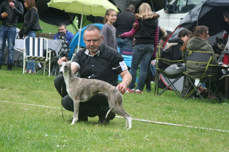 CH. Hiness von Hoëhenzoller - 1ère Exc. sur 5 en classe ouverte et CACS/7