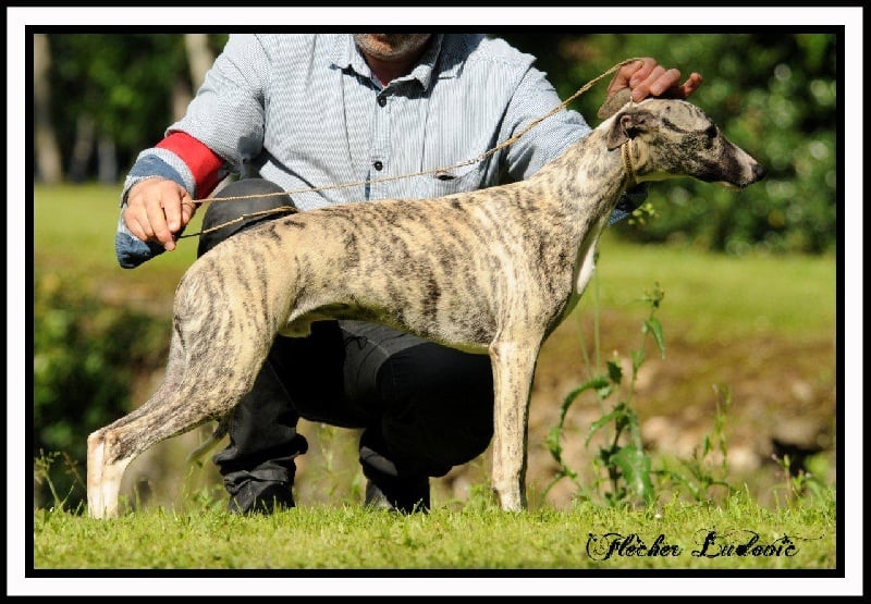 Gucci von Hoëhenzoller - 1er Très Prometteur