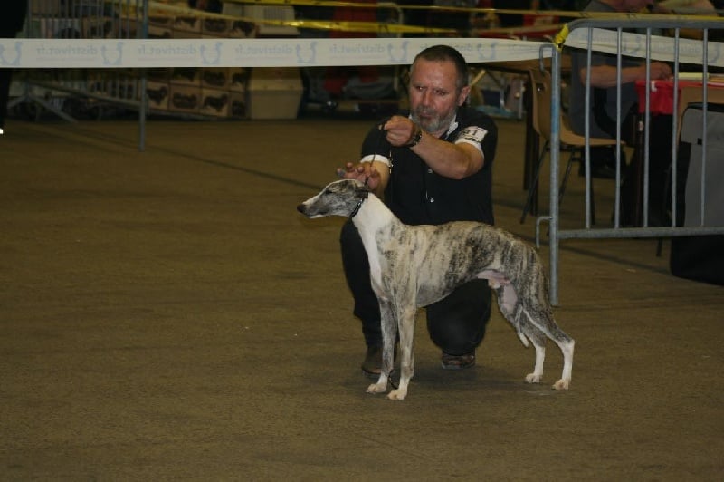 Gucci von Hoëhenzoller - 1er Exc CACS