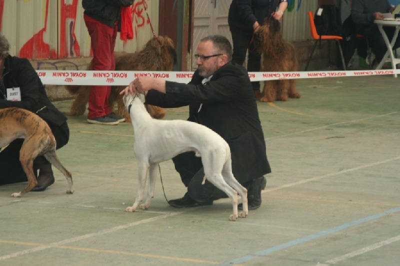 Iceberg von Hoëhenzoller - 1er Exc. Classe jeune.