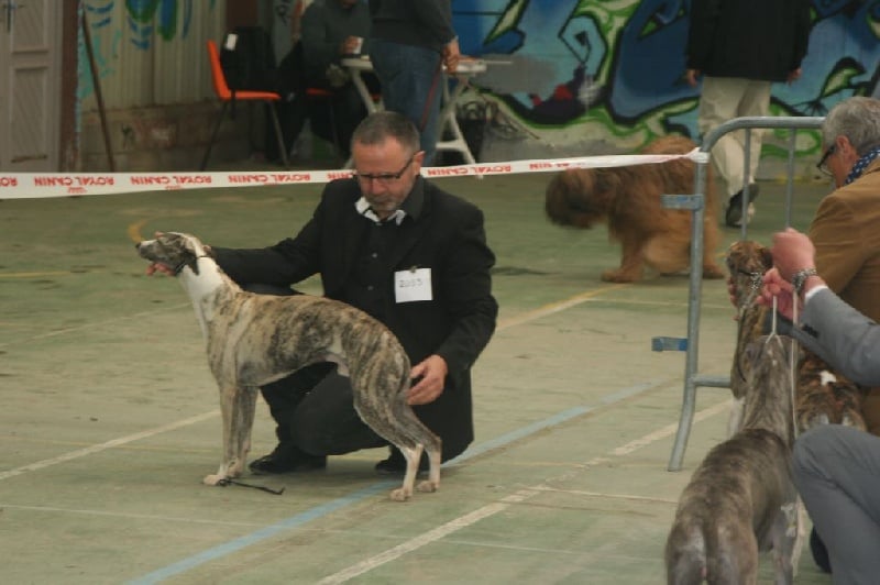 Gucci von Hoëhenzoller - 1er Exc./5 Classe ouverte CACS /6 et RCACIB/7 derrière Emine-Eïme.