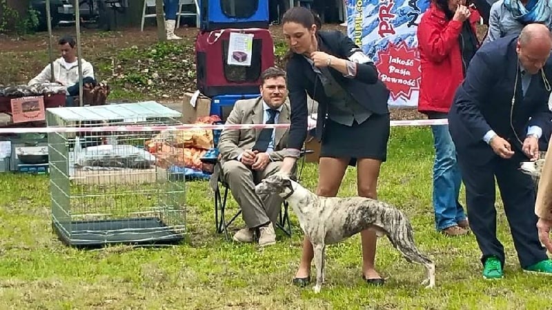 Gucci von Hoëhenzoller - 2eme excellent RCAC RCACIB