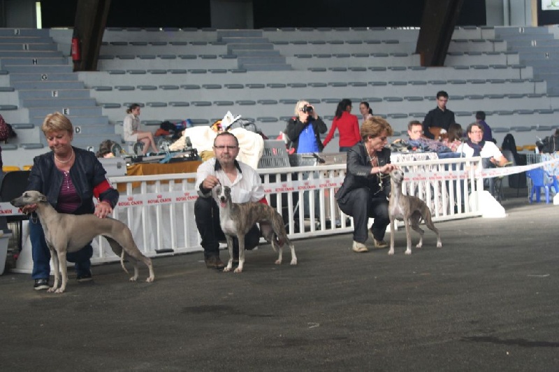 CH. Hiness von Hoëhenzoller - 1ère Exc.classe ouverte CACS - RCACIB