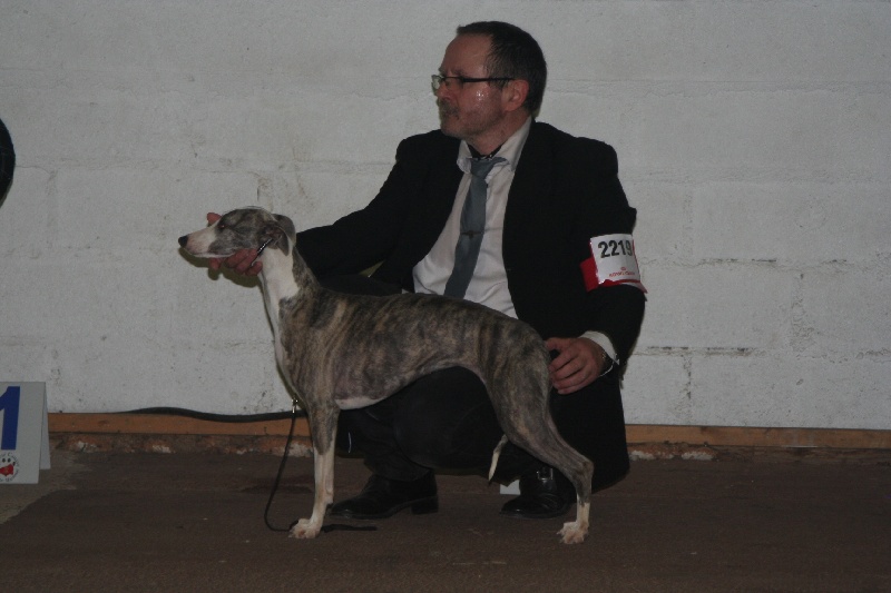 Hestia von Hoëhenzoller - 1ère exc sur 5 classe jeune, meilleur jeune sur 11, BIG10 et RBIS jeunes