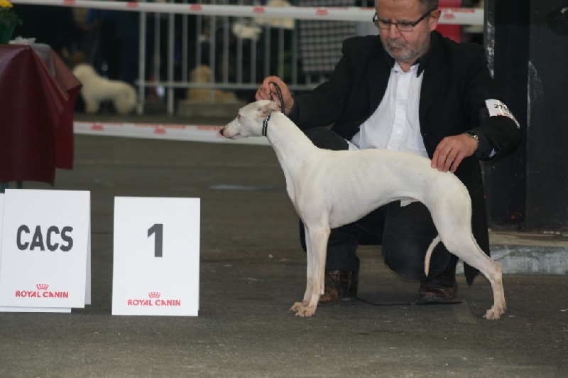 Ivoire von Hoëhenzoller - 1ère. Exc. CACS-CACIB-BOS