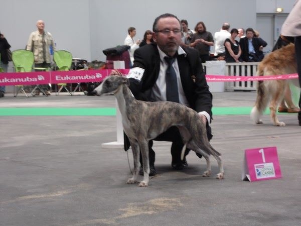 CH. Hiness von Hoëhenzoller - 1ère Excellent CACIB-BOB CHAMPION-BOB