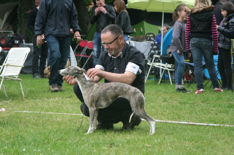 CH. Hiness von Hoëhenzoller - 2ème Exc. RCACS Classe ouverte