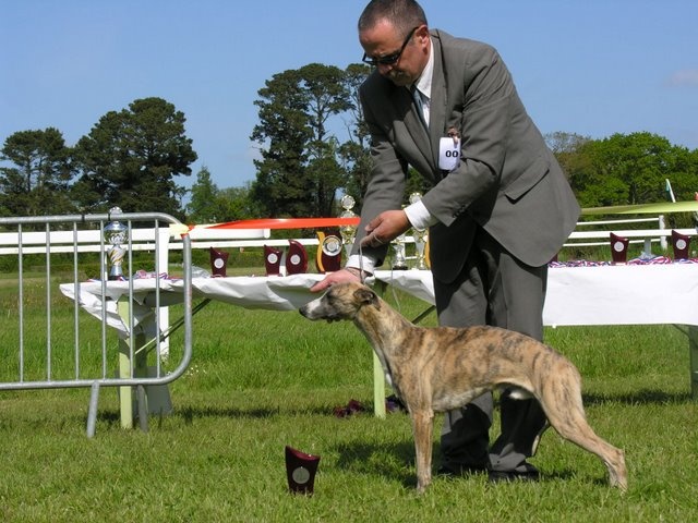 CH. Denver von Hoëhenzoller - 1er Exc Classe jeune et meilleur espoir 2009