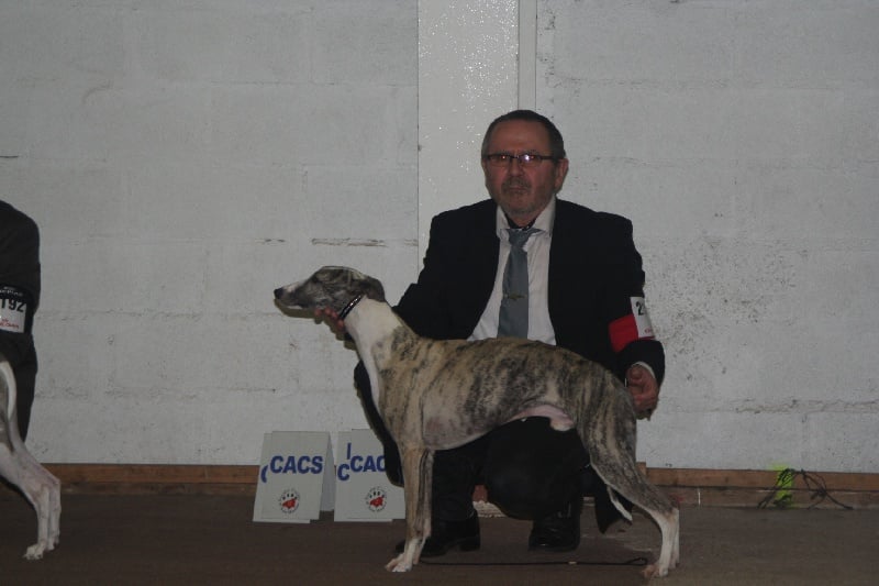 Gucci von Hoëhenzoller - 1er Exc classe ouverte sur 6, CACS sur 7 et CACIB sur 8