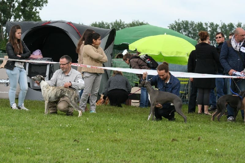 Gucci von Hoëhenzoller - 1er Excellent classe ouverte CACS - BOS