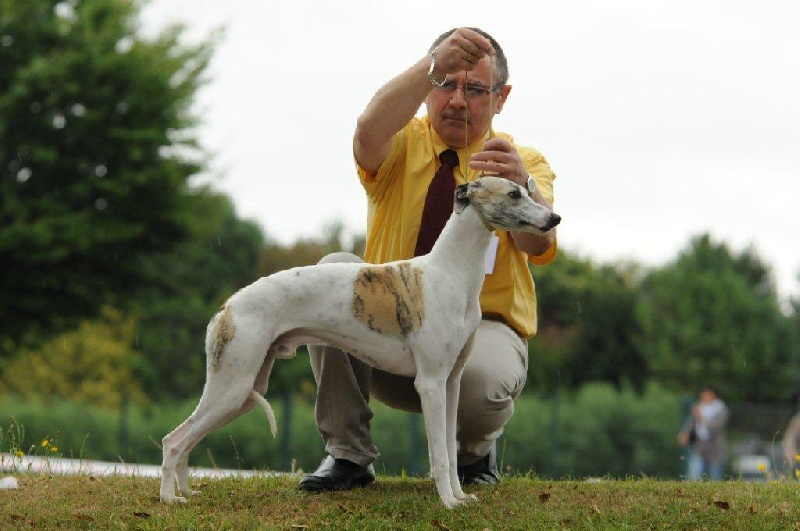 Darak-o-dana von Hoëhenzoller - 1er Excellent C.A.C.S.