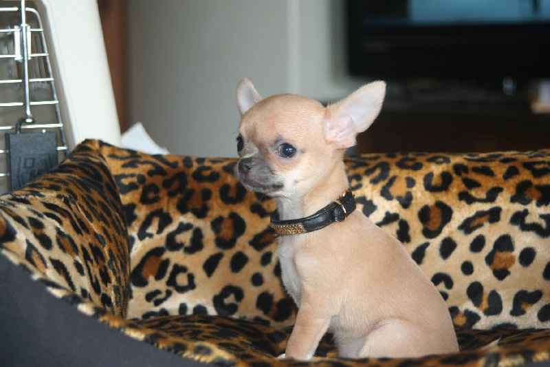 H'rosy de la vallee des petits bouts - 1ère Excellente / 2