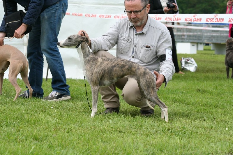 CH. Hiness von Hoëhenzoller - 1ère Exc. classe ouverte' CACS et meilleure de race.