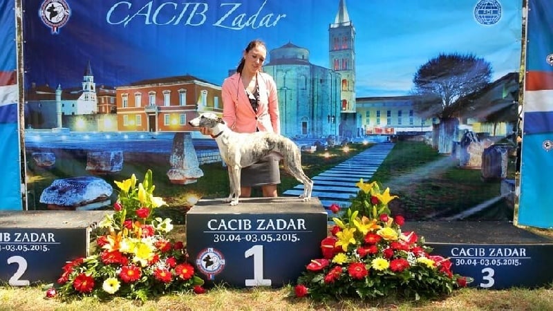 Gucci von Hoëhenzoller - 1er excellent CAC CACIB BOS