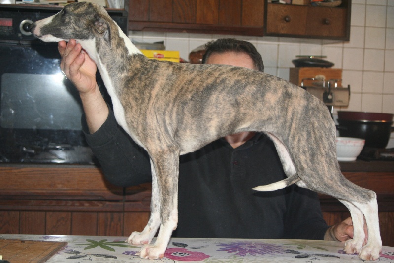 CH. Hiness von Hoëhenzoller - 1ère Excellente/6