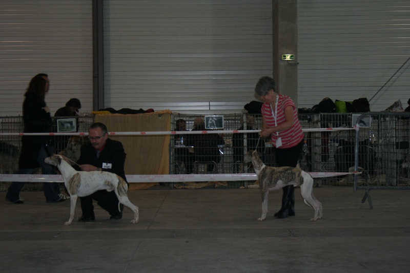 Darak-o-dana von Hoëhenzoller - 1er Exc. Classe ouverte CACS