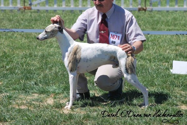 Darak-o-dana von Hoëhenzoller - 1er Exc C.A.C.S.