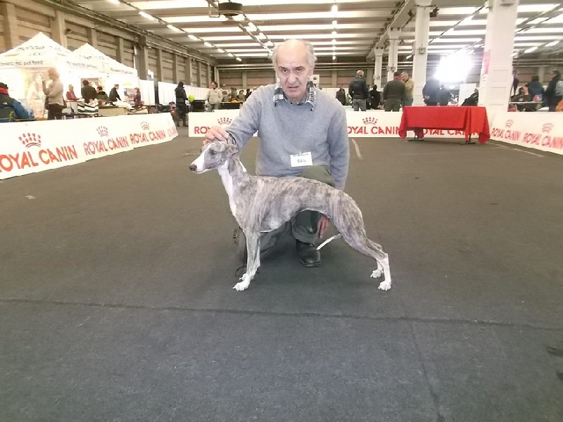 CH. Hiness von Hoëhenzoller - 1ère Exc. Classe ouverte - CAC-CACIB
