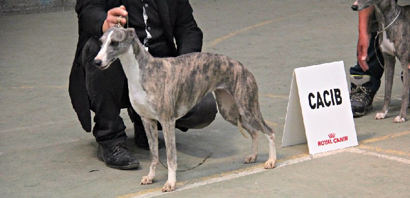 CH. Hiness von Hoëhenzoller - 1ère Exc. CACIB Classe Championnes - Meilleure de Race