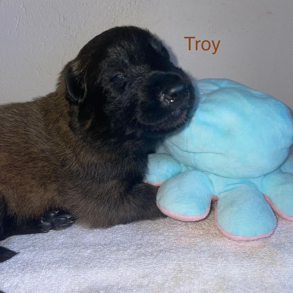 Troy