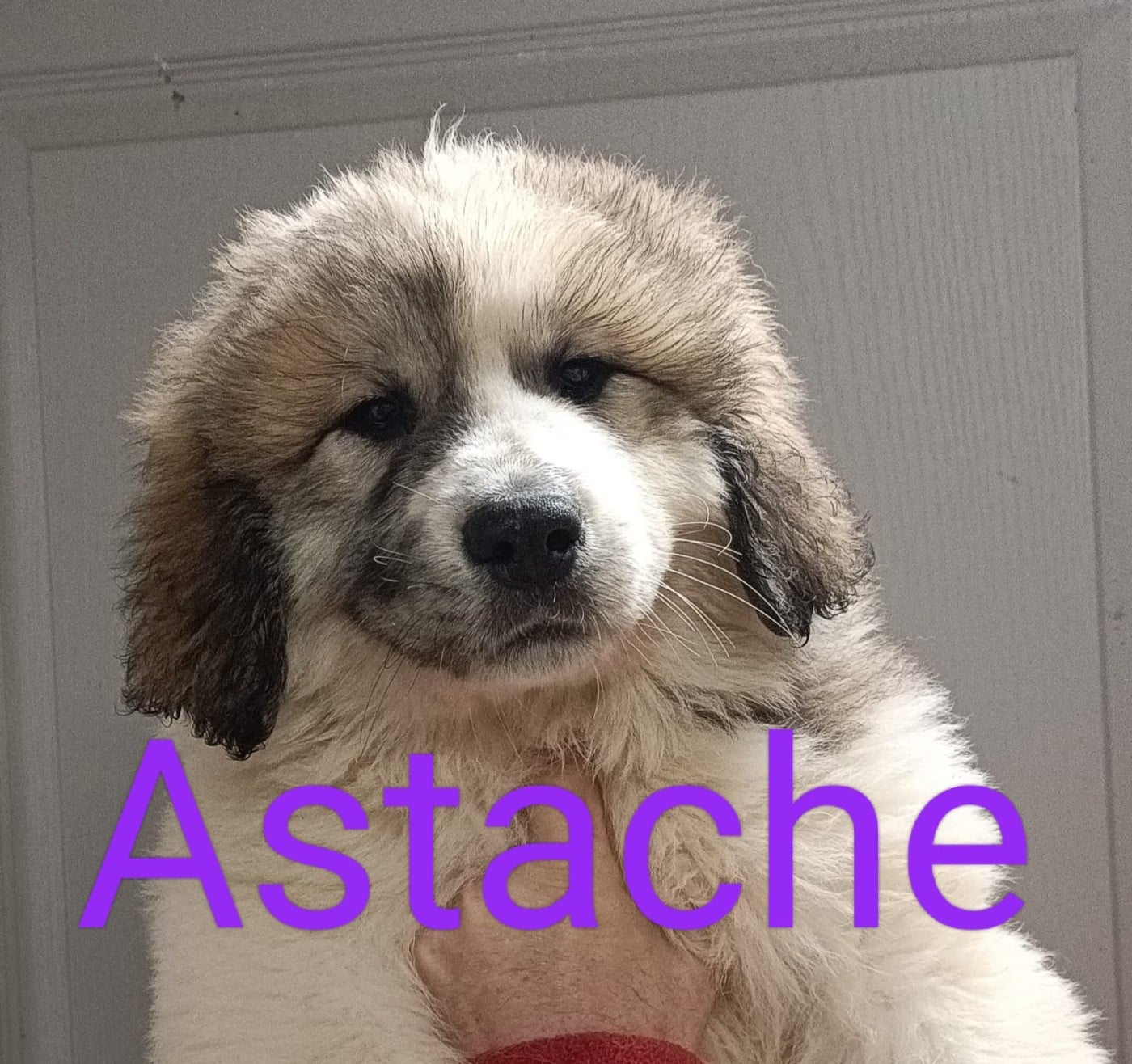 Chien de Montagne des Pyrenees - du Val de Pyrène