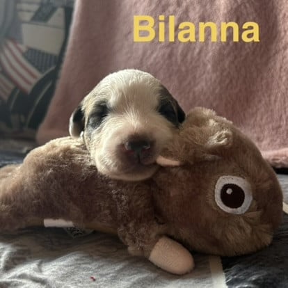BILANNA - Chien de Montagne des Pyrenees