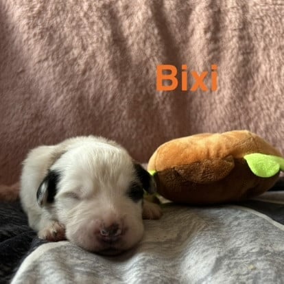 BIXI - Chien de Montagne des Pyrenees