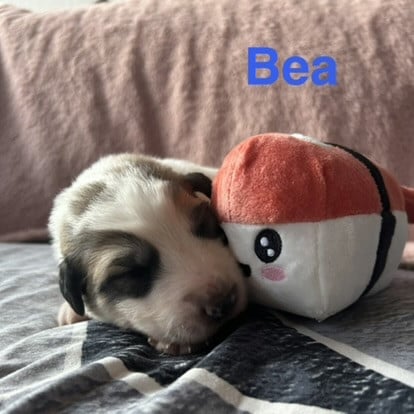 BEA - Chien de Montagne des Pyrenees