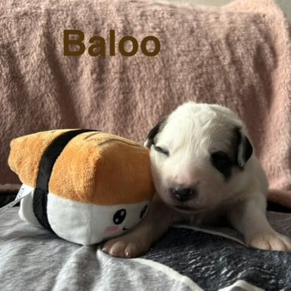 BALOO - Chien de Montagne des Pyrenees