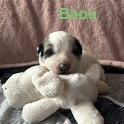 BAOU - Chien de Montagne des Pyrenees