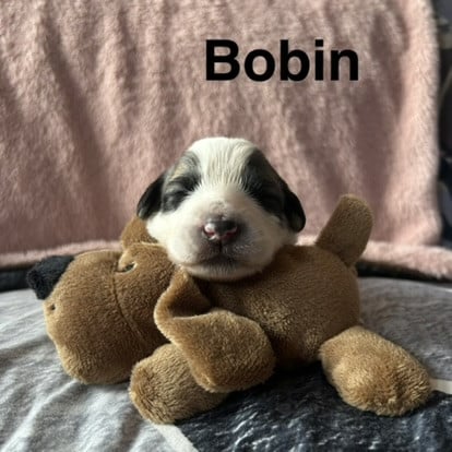 BOBIN - Chien de Montagne des Pyrenees