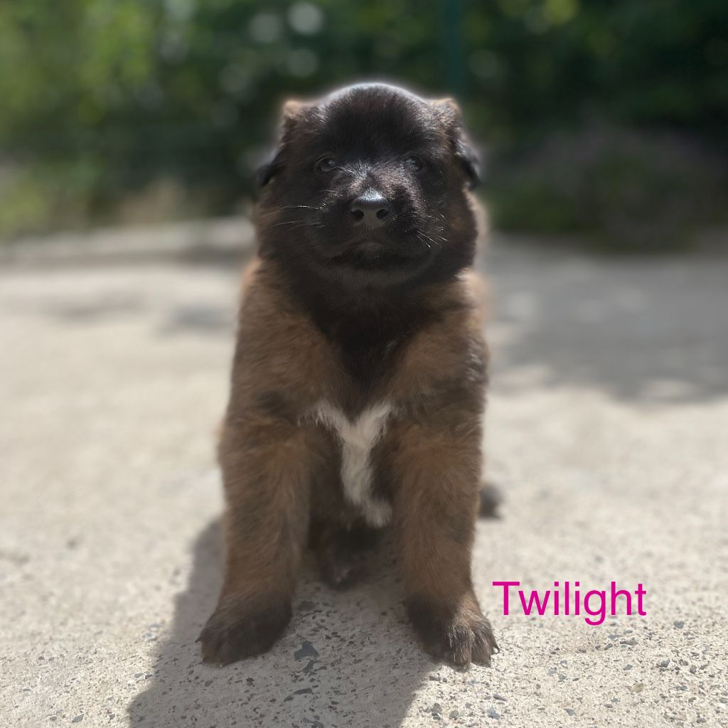 Twilight