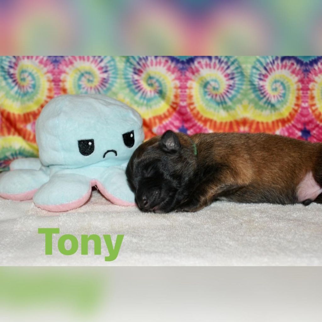 Tony