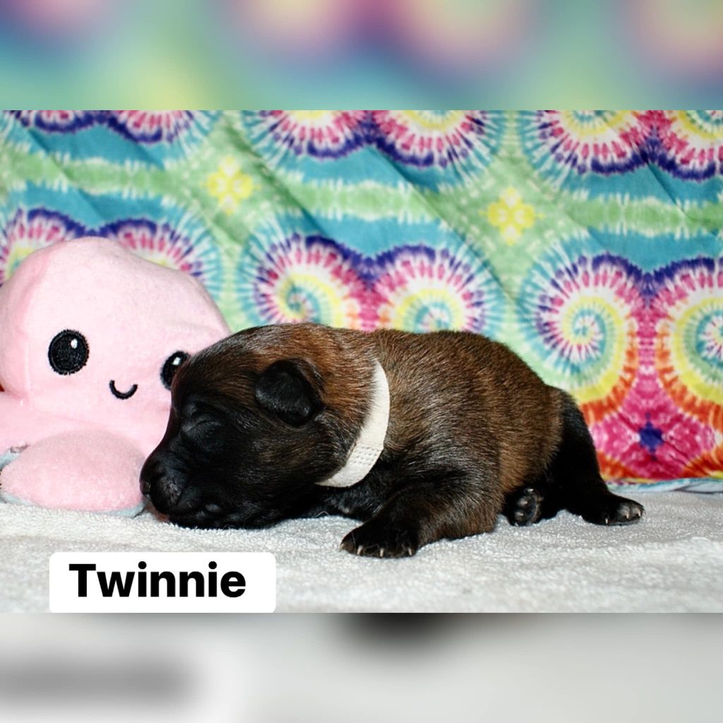 Twinnie