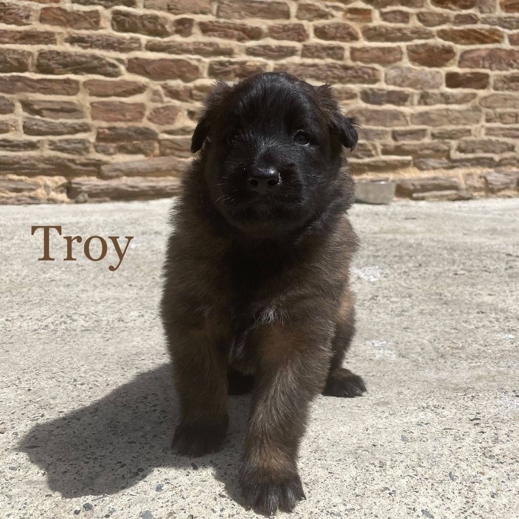 Troy