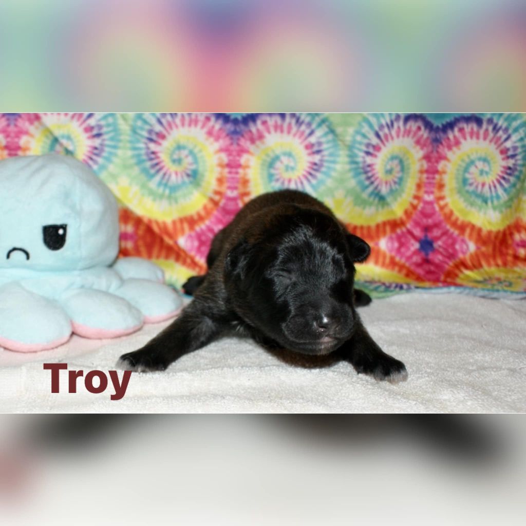 Troy