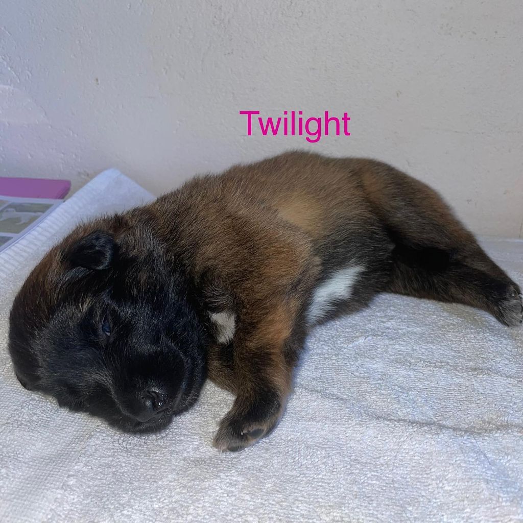Twilight