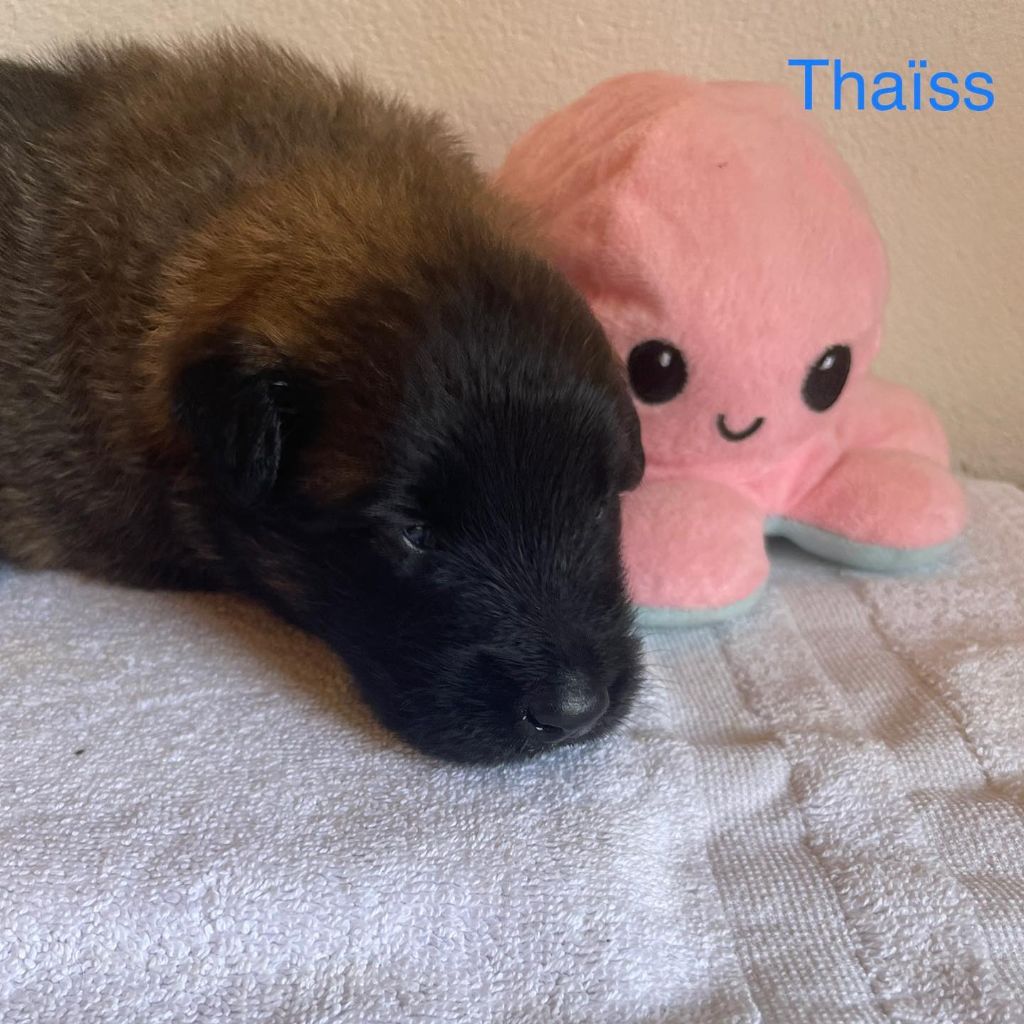 Thaïss