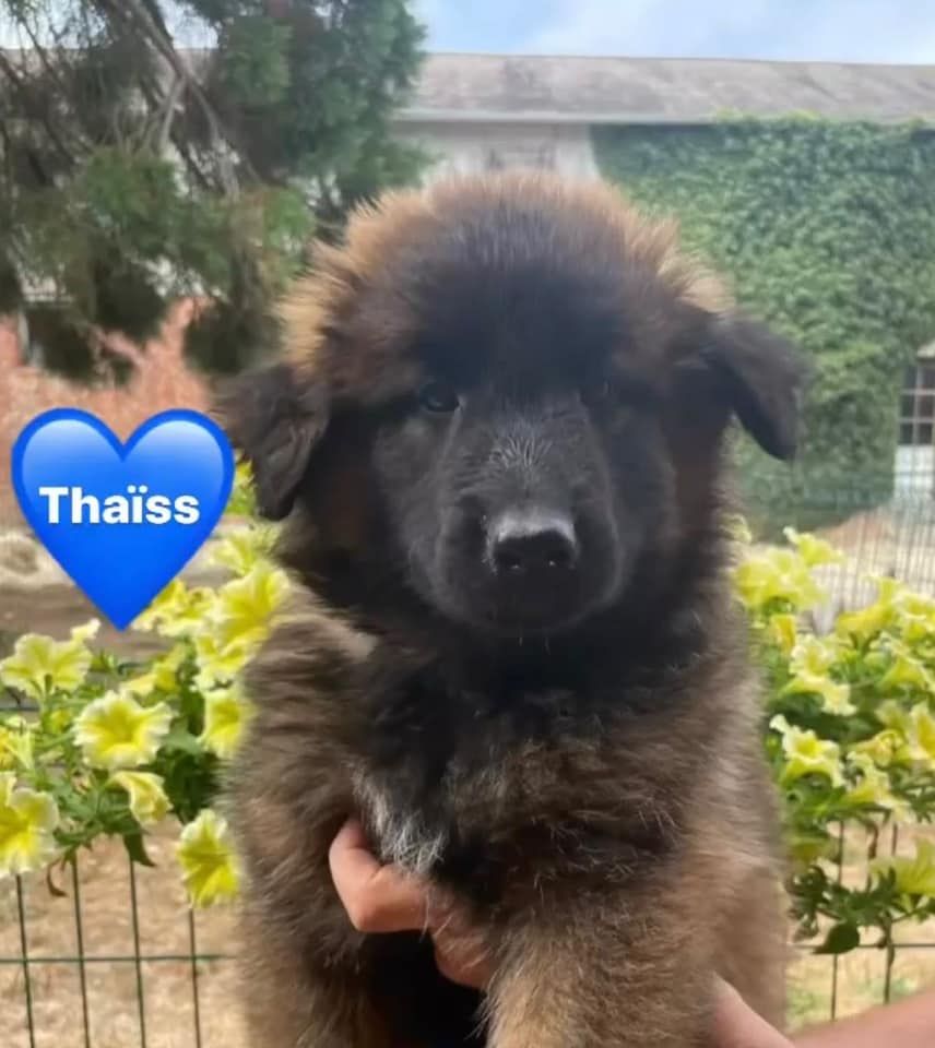 Thaïss