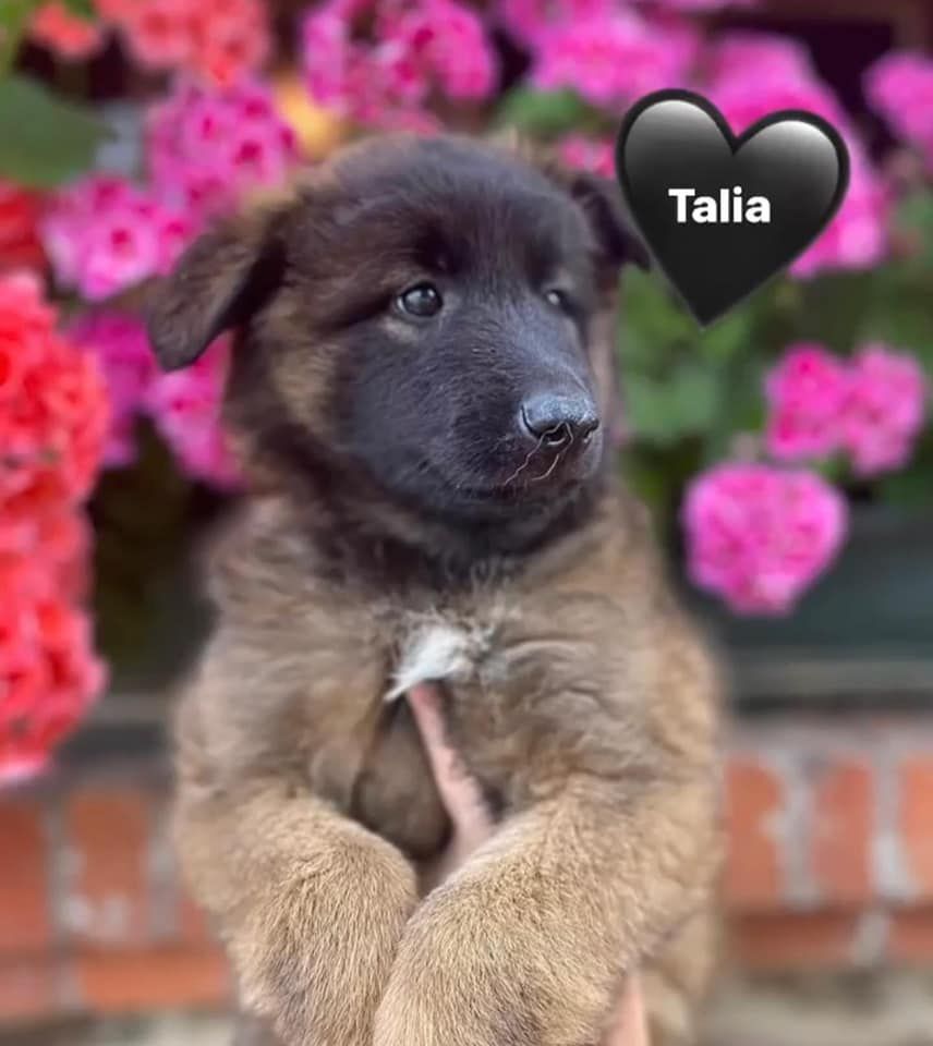 Talia