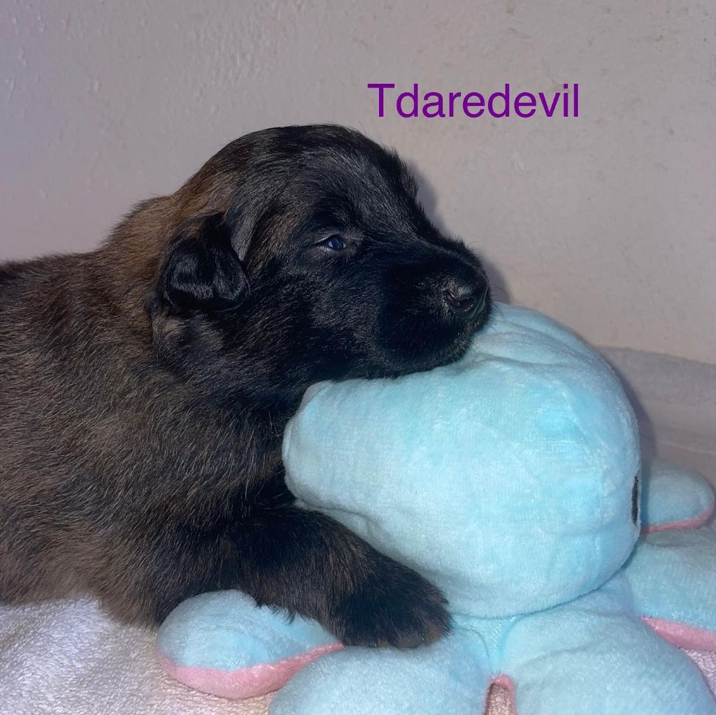Tdaredevil