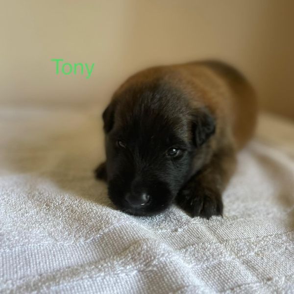Tony