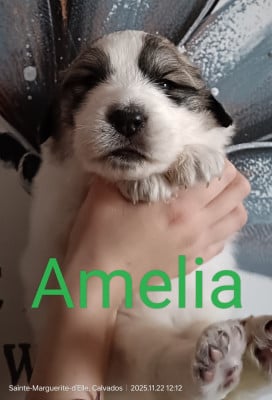 Les chiots de Chien de Montagne des Pyrenees